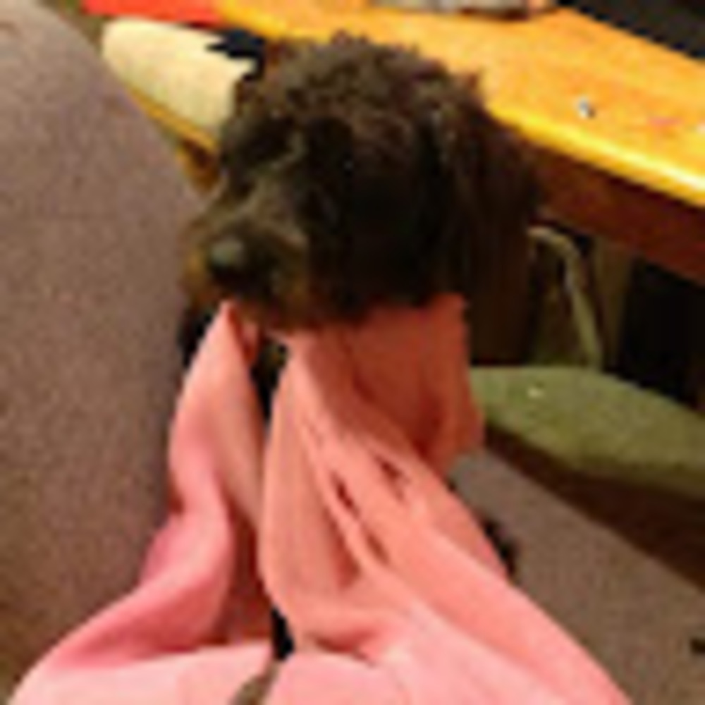 Meet your Posher, Adeline